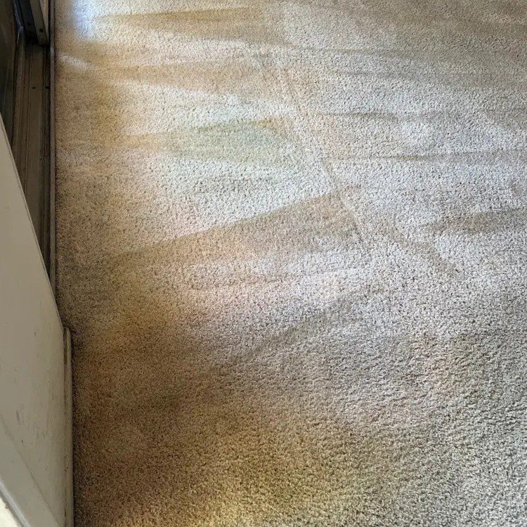 Carpet cleaning services in Los Angeles, CA Carpet cleaning services in Los Angeles, CA